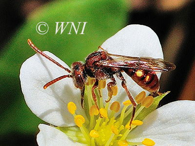 Spotted Nomad Bee (Nomada maculata)